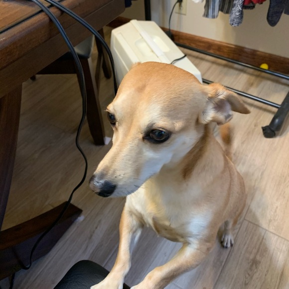 Meet your Posher, Araceli and my little helper - Picture 2 of 2